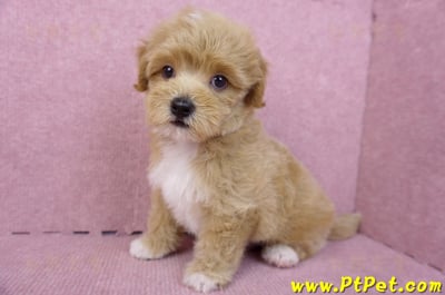 06/15奶油色馬爾泰迪公幼犬(新北蘆洲)10