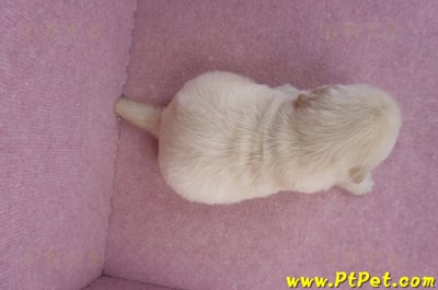 07/18黃金獵犬母幼犬2號(台南東區)9