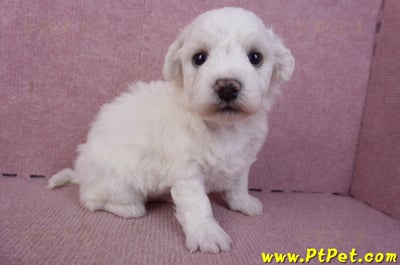 02/14比熊犬公幼犬1號(彰化大村)4