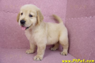 07/18黃金獵犬公幼犬1號(台北內湖)1