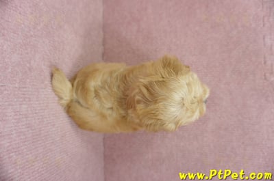 03/21奶油色馬爾泰迪母幼犬3號(高雄鼓山)12