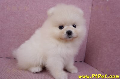 06/23迷你型松鼠白博美公幼犬2號(屏東鹽埔)4