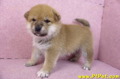 12/10赤色柴犬公幼犬9