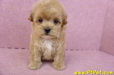 05/04馬爾泰迪母幼犬2