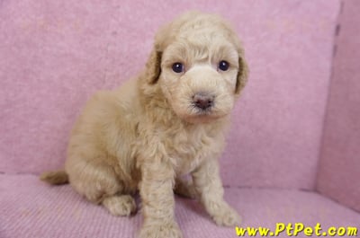 12/06玩具型奶油貴賓母幼犬2號5