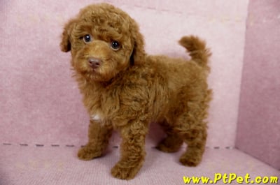 04/15紅貴賓公幼犬(屏東市)8