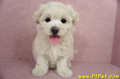 03/31奶油色馬爾泰迪母幼犬3號(屏東恆春)4