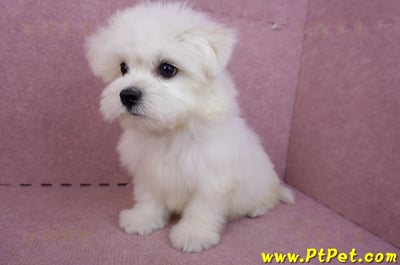 03/20馬爾濟斯公幼犬(新北土城)13