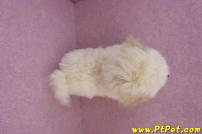 08/14泰迪比熊公幼犬1號(花蓮吉安)12