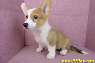 09/22雙色柯基犬公幼犬(高雄前金)9