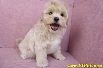 11/23馬爾泰迪公幼犬(高雄)8