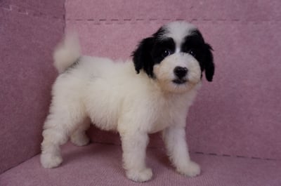 07/10迷你型花貴賓母幼犬(高雄楠梓)5