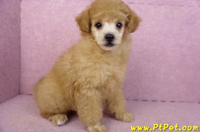 02/11奶油貴賓母幼犬4