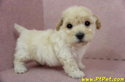 03/12泰迪比熊公幼犬2號(新竹香山)6