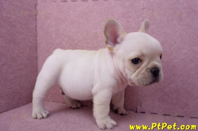 07/25奶油色法國鬥牛公幼犬(台北士林)5