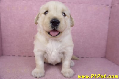 01/10黃金獵犬母幼犬2號(台南安平)2