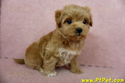 10/25玩具型紅色馬爾泰迪母幼犬(新北土城)6