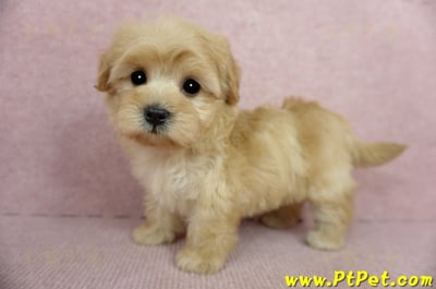 2/14奶油色馬爾泰迪 II 母幼犬(台中北屯)10