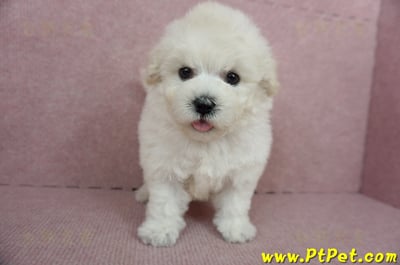 01/13泰迪比熊公幼犬(桃園市)2