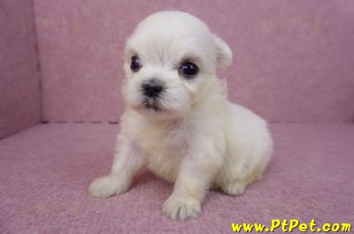 03/20馬爾濟斯母幼犬2號5