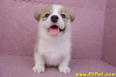 08/03雙色柯基犬公幼犬1號(高雄大樹)3