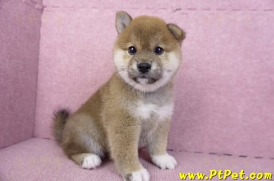 01/11赤色柴犬母幼犬4號(屏東九如)3