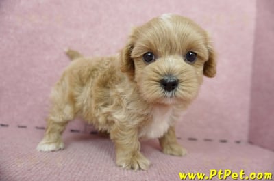 05/05奶油色馬爾泰迪公幼犬5號(屏東麟洛)4