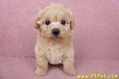 06/15奶油色馬爾泰迪母幼犬1號(屏東市)2