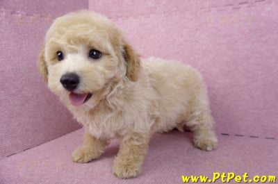 08/14泰迪比熊公幼犬3號(高雄新興)12