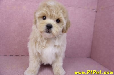 11/23馬爾泰迪公幼犬(高雄)5