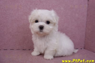 06/26迷你型馬爾濟斯公幼犬2號(高雄前金)7