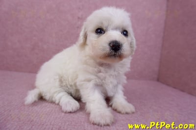 05/27比熊犬母幼犬2號3