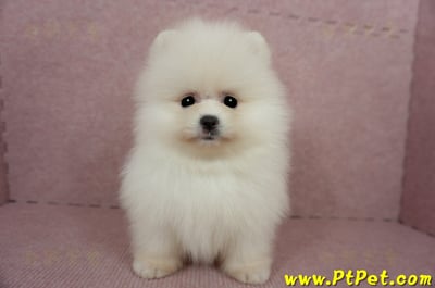 03/14迷你型松鼠白博美公幼犬1號(台北信義)3