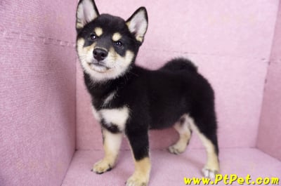 10/15黑色柴犬母幼犬(桃園龜山)8