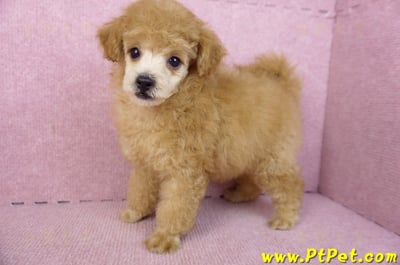 02/11奶油貴賓母幼犬1