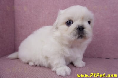 12/17北京狗公幼犬4