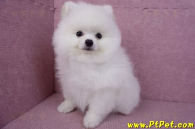 10/11松鼠白博美公幼犬(richmond BC Canada)9