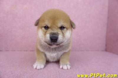 10/06赤色柴犬公幼犬1號(屏東萬丹)2