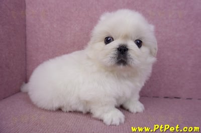 12/17北京狗公幼犬1號(新北三重)4