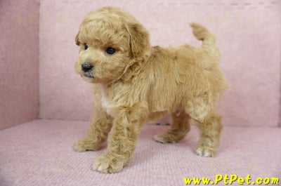 11/26迷你型奶油貴賓公幼犬3號(台北內湖)7