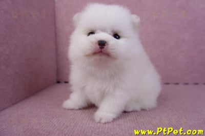 11/10松鼠白博美公幼犬(高雄大樹)6