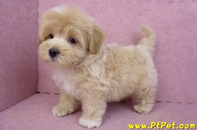 08/06奶油色馬爾泰迪公幼犬(台北中山)11