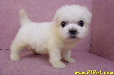 03/20馬爾濟斯公幼犬1號5