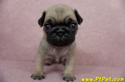 04/02巴哥母幼犬1號(宜蘭)3