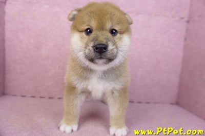 02/06赤色柴犬母幼犬1號(屏東潮州)2