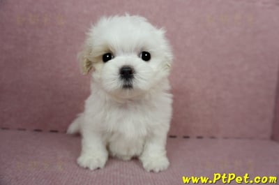 04/11紅白花馬爾泰迪母幼犬(桃園平鎮)2