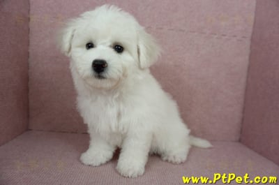 12/01比熊犬母幼犬(基隆中山)9