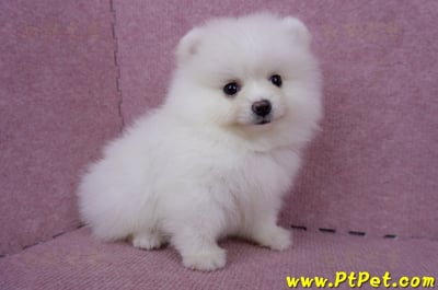 05/22迷你型松鼠白博美公幼犬(高雄美濃)7