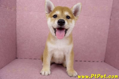 06/04赤色柴犬母幼犬(高雄路竹)1