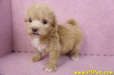 10/13泰迪比熊母幼犬(高雄小港)10